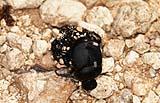 Texas Dung Beetle Perdenales SP 2020-002 